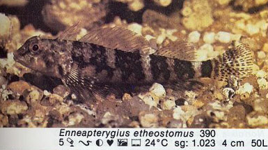 Enneapterygius etheostomus